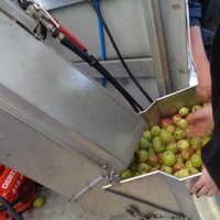 Apfelernte 2021 von Wanfrieder Regelschule